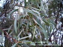 fancyboxﾎﾟﾘﾌﾞﾗｸﾃｱ(Eucalyptus polybractea)の画像3