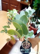 fancyboxｶﾞﾓﾌｨﾗ(Eucalyptus gamophylla)の画像1