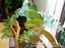 fancyboxｶﾞﾓﾌｨﾗ(Eucalyptus gamophylla)の画像10