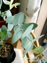 fancyboxｶﾞﾓﾌｨﾗ(Eucalyptus gamophylla)の画像11