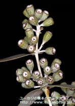 fancyboxｶﾞﾓﾌｨﾗ(Eucalyptus gamophylla)の画像12