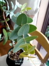 fancyboxｶﾞﾓﾌｨﾗ(Eucalyptus gamophylla)の画像2