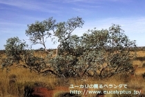 fancyboxｶﾞﾓﾌｨﾗ(Eucalyptus gamophylla)の画像3