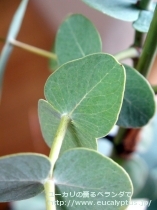 fancyboxｶﾞﾓﾌｨﾗ(Eucalyptus gamophylla)の画像4