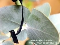 fancyboxｶﾞﾓﾌｨﾗ(Eucalyptus gamophylla)の画像5
