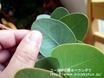 fancyboxｶﾞﾓﾌｨﾗ(Eucalyptus gamophylla)の画像6