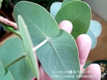 fancyboxｶﾞﾓﾌｨﾗ(Eucalyptus gamophylla)の画像7