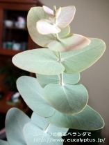fancyboxｶﾞﾓﾌｨﾗ(Eucalyptus gamophylla)の画像8