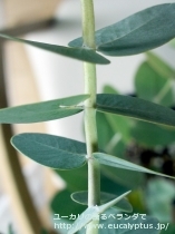 fancyboxｶﾞﾓﾌｨﾗ(Eucalyptus gamophylla)の画像9