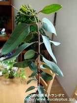 fancyboxﾃﾄﾗﾌﾟﾃﾗ(Eucalyptus tetraptera)の画像1