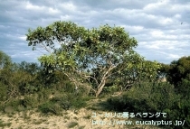 fancyboxﾃﾄﾗﾌﾟﾃﾗ(Eucalyptus tetraptera)の画像10