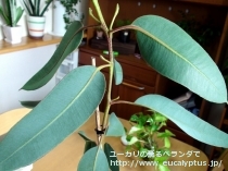 fancyboxﾃﾄﾗﾌﾟﾃﾗ(Eucalyptus tetraptera)の画像2