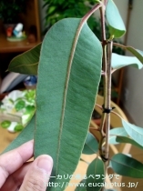 fancyboxﾃﾄﾗﾌﾟﾃﾗ(Eucalyptus tetraptera)の画像4