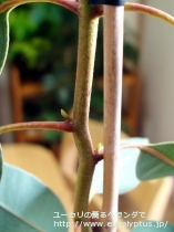 fancyboxﾃﾄﾗﾌﾟﾃﾗ(Eucalyptus tetraptera)の画像8