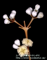 fancyboxｺﾞﾝｷﾞﾛｶﾙﾊﾟ(Eucalyptus gongylocarpa)の画像7