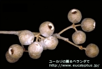 fancyboxｺﾞﾝｷﾞﾛｶﾙﾊﾟ(Eucalyptus gongylocarpa)の画像8