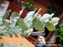 fancyboxｺﾞﾝｷﾞﾛｶﾙﾊﾟ(Eucalyptus gongylocarpa)の画像9
