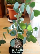 fancyboxﾎﾟﾘｱﾝｾﾓｽ･ﾍﾞｽﾃｨﾀ(Eucalyptus polyanthemos ssp. vestita)の画像1