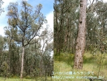 fancyboxﾎﾟﾘｱﾝｾﾓｽ･ﾍﾞｽﾃｨﾀ(Eucalyptus polyanthemos ssp. vestita)の画像10