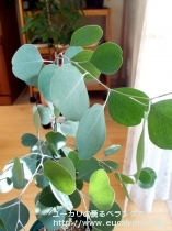 fancyboxﾎﾟﾘｱﾝｾﾓｽ･ﾍﾞｽﾃｨﾀ(Eucalyptus polyanthemos ssp. vestita)の画像11