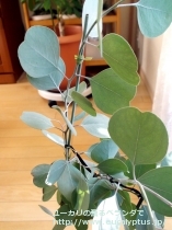 fancyboxﾎﾟﾘｱﾝｾﾓｽ･ﾍﾞｽﾃｨﾀ(Eucalyptus polyanthemos ssp. vestita)の画像2
