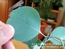 fancyboxﾎﾟﾘｱﾝｾﾓｽ･ﾍﾞｽﾃｨﾀ(Eucalyptus polyanthemos ssp. vestita)の画像3