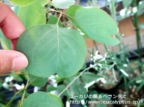 fancyboxﾎﾟﾘｱﾝｾﾓｽ･ﾍﾞｽﾃｨﾀ(Eucalyptus polyanthemos ssp. vestita)の画像4
