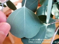 fancyboxﾎﾟﾘｱﾝｾﾓｽ･ﾍﾞｽﾃｨﾀ(Eucalyptus polyanthemos ssp. vestita)の画像5