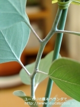 fancyboxﾎﾟﾘｱﾝｾﾓｽ･ﾍﾞｽﾃｨﾀ(Eucalyptus polyanthemos ssp. vestita)の画像6