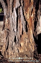 fancyboxﾎﾟﾘｱﾝｾﾓｽ･ﾍﾞｽﾃｨﾀ(Eucalyptus polyanthemos ssp. vestita)の画像7