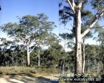 fancyboxﾎﾟﾘｱﾝｾﾓｽ･ﾍﾞｽﾃｨﾀ(Eucalyptus polyanthemos ssp. vestita)の画像8