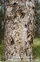 fancyboxﾎﾟﾘｱﾝｾﾓｽ･ﾍﾞｽﾃｨﾀ(Eucalyptus polyanthemos ssp. vestita)の画像9