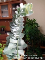 fancyboxﾏｸﾛｶﾙﾊﾟ･ｴﾗﾁｬﾝｻ(Eucalyptus macrocarpa ssp. elachantha)の画像12