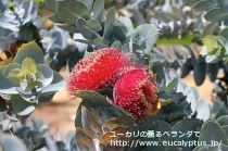 fancyboxﾏｸﾛｶﾙﾊﾟ･ｴﾗﾁｬﾝｻ(Eucalyptus macrocarpa ssp. elachantha)の画像3