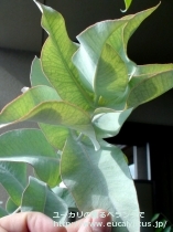 fancyboxﾏｸﾛｶﾙﾊﾟ･ｴﾗﾁｬﾝｻ(Eucalyptus macrocarpa ssp. elachantha)の画像4