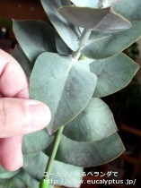 fancyboxﾏｸﾛｶﾙﾊﾟ･ｴﾗﾁｬﾝｻ(Eucalyptus macrocarpa ssp. elachantha)の画像5