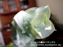 fancyboxﾏｸﾛｶﾙﾊﾟ･ｴﾗﾁｬﾝｻ(Eucalyptus macrocarpa ssp. elachantha)の画像7