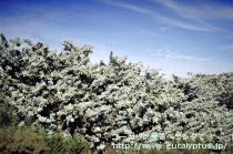 fancyboxﾏｸﾛｶﾙﾊﾟ･ｴﾗﾁｬﾝｻ(Eucalyptus macrocarpa ssp. elachantha)の画像9