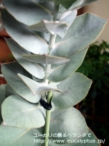 fancyboxﾏｸﾛｶﾙﾊﾟ･ｴﾗﾁｬﾝｻ(Eucalyptus macrocarpa ssp. elachantha)の画像10