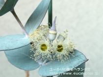 fancyboxｷﾞﾘｰ(Eucalyptus gillii)の画像8