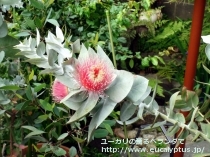 fancyboxﾏｸﾛｶﾙﾊﾟ(Eucalyptus macrocarpa ssp. macrocarpa)の画像7