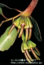 fancyboxﾌﾟﾗﾃｨﾊﾟｽ(Eucalyptus platypus)の画像10
