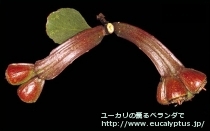 fancyboxﾌﾟﾗﾃｨﾊﾟｽ(Eucalyptus platypus)の画像11
