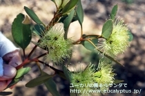 fancyboxﾌﾟﾗﾃｨﾊﾟｽ(Eucalyptus platypus)の画像8