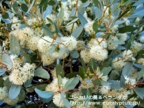 fancyboxﾌﾟﾗﾃｨﾊﾟｽ(Eucalyptus platypus)の画像9