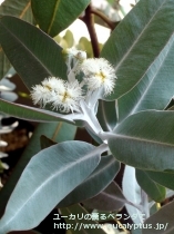 fancyboxﾌﾟﾚｳﾛｶﾙﾊﾟ(Eucalyptus pleurocarpa)の画像10