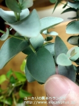 fancyboxｱｰﾆｹﾞﾗ(Eucalyptus urnigera)の画像10