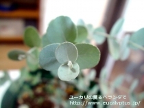 fancyboxｱｰﾆｹﾞﾗ(Eucalyptus urnigera)の画像12