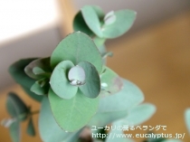 fancyboxｱｰﾆｹﾞﾗ(Eucalyptus urnigera)の画像13