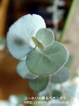 fancyboxｱｰﾆｹﾞﾗ(Eucalyptus urnigera)の画像14
